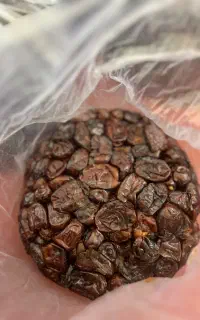 خرما کلوته ۲۰۰ کیلو