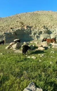 بز فروش