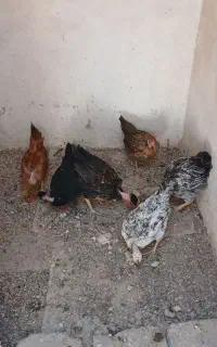 مرغ