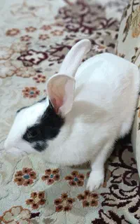 واگذاری خرگوش ۵ ماهه به علاقه مندش