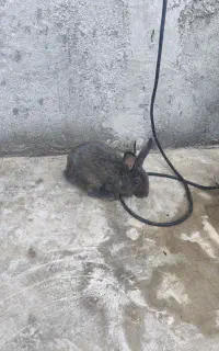 خرگوش