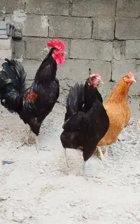 مرغ خروس محلی