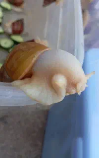حلزون آفریقایی مخصوص صورت