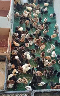 جوجه مرغ یک هفته ای تعداد بالا موجوده