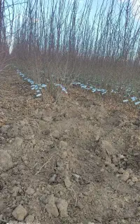 دونفرکارگر ماهر برا کاردرمزرعه