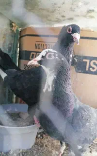 جفت کرمانی اصیل