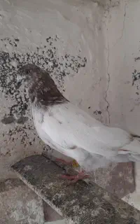 کبوتر بالادان چخما
