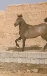 اسب