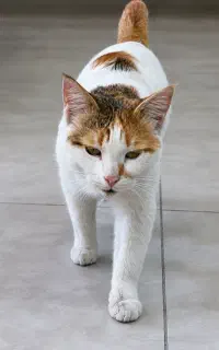 گربه گمشده بدون دم