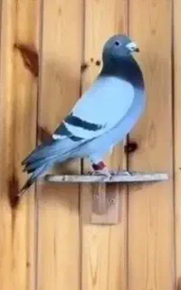 پرند باخت خورد