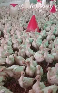 جوجه بوقلمون بیوتی