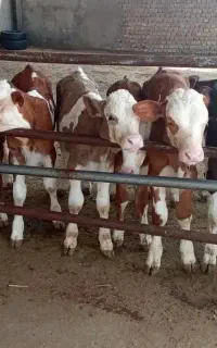 سوپر جنس های پرواری گوساله