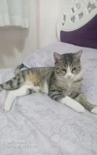 گربه نر