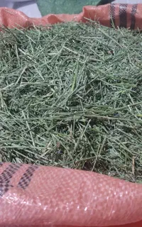 فروش علوفه دام