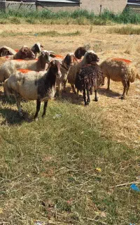 ۱۲ راس میش سنجابی و لری داشتی
