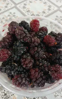 شاتوت