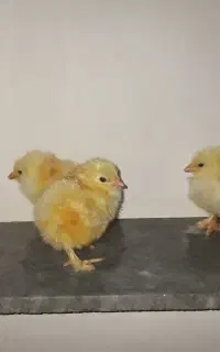 جوجه برهما
