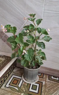 دو عدد گل عروسی