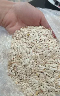 بذر گرمگ، تیوم گرگه،