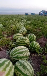 هندوانه شیرین جوین