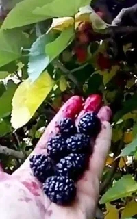 شاه توت تمین