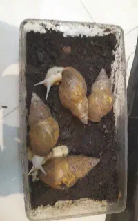 حلزون آچاتینا