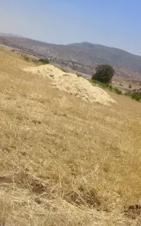 گاه گندم