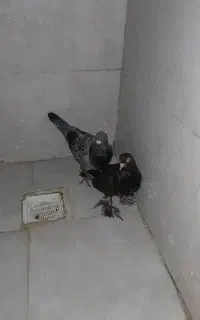 کبوتر
