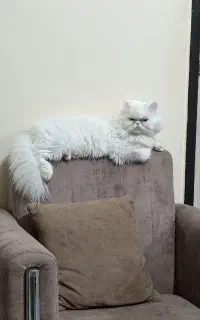 گربه پرشین