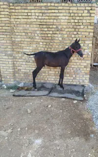 کره نریون کرد