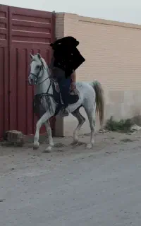 مادیان عرب خالص