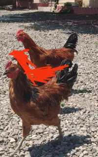 خروس