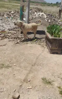 سگ سرابی ۲ساله نگهبان
