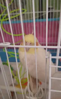 عروس هلندی‌‌ نر با قفس