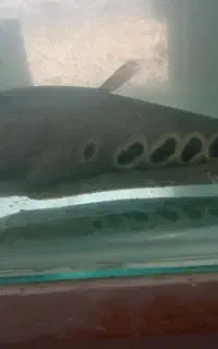 ماهی نایف