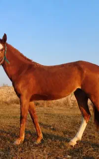گمشده