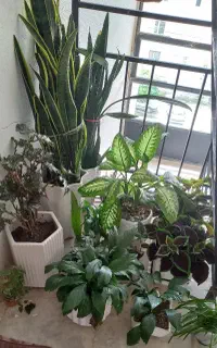 گل های زیبا وسرسبز