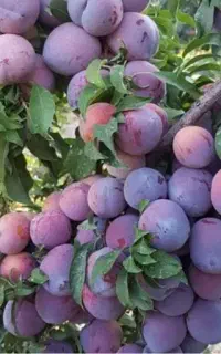 فروش میوه