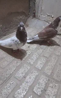کله سرخ کرواتی ساردم