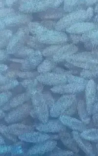 گندم خوب