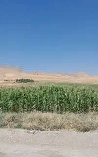 درت علوفه‌ای