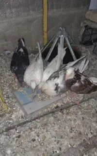 کبوتر