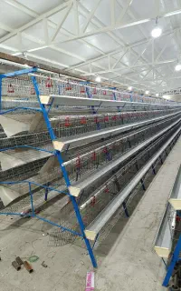 قفس منبری مرغ گلپایگانی