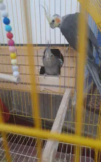 عروس هلندی