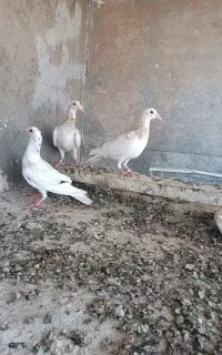 کفتر سار