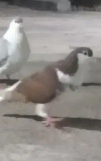 کبوتر گم شده