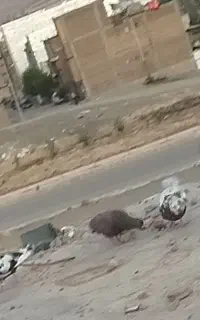 گمشده کبوتر