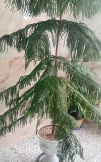 گل با رشدخوب