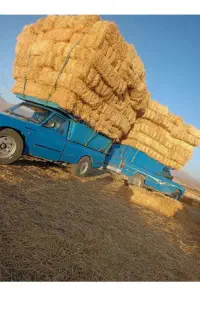 خرید و فروش کاه گندم وپرس گندم