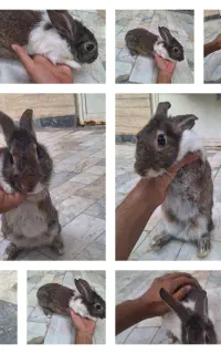 خرگوش